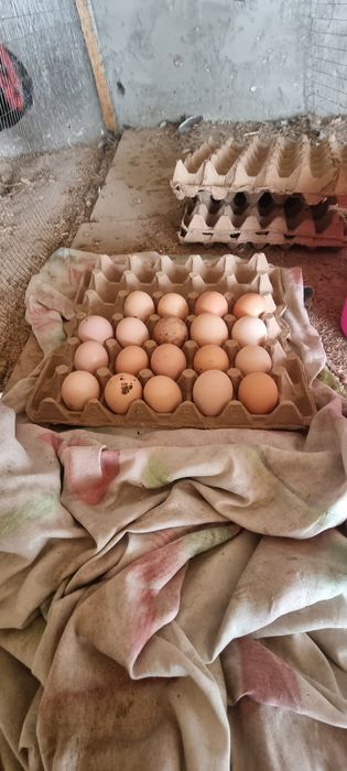 Damashni qora tovuq tuxum