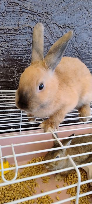 Продаются кролики 4 штуки