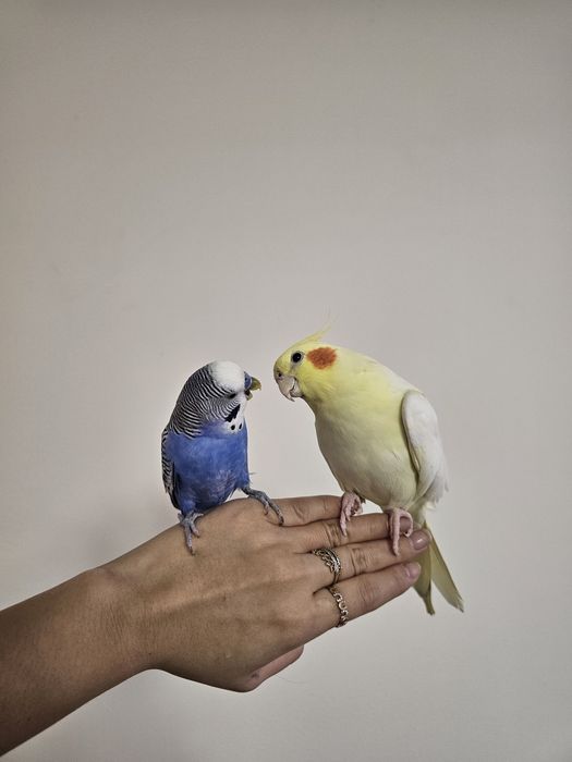 Пара ручных попугаев