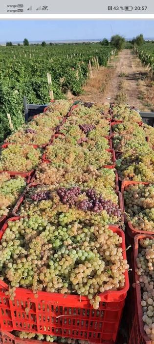 Vând struguri de vin