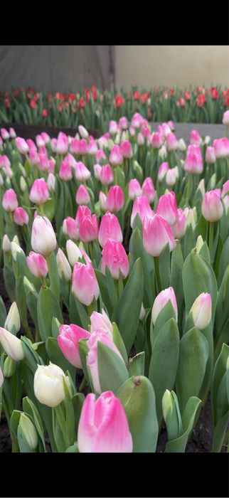 Голландские тюльпаны