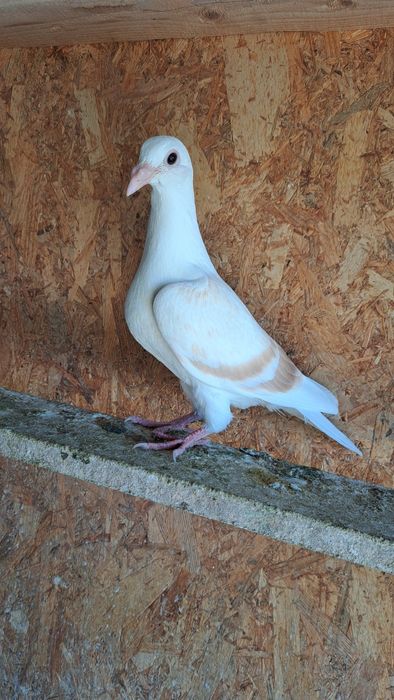 Porumbei voiajori  / Cucuruzi