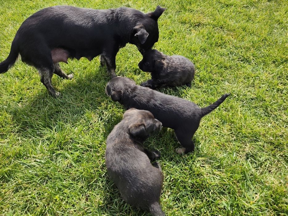 Подарявам кученца