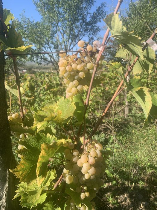 Vita de Vie de vanzare