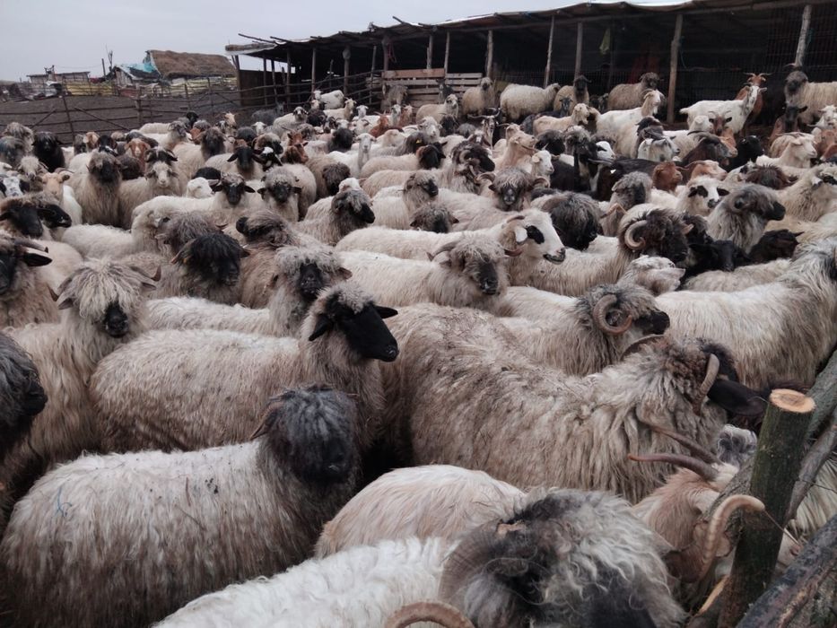 Oi si capre de vânzare