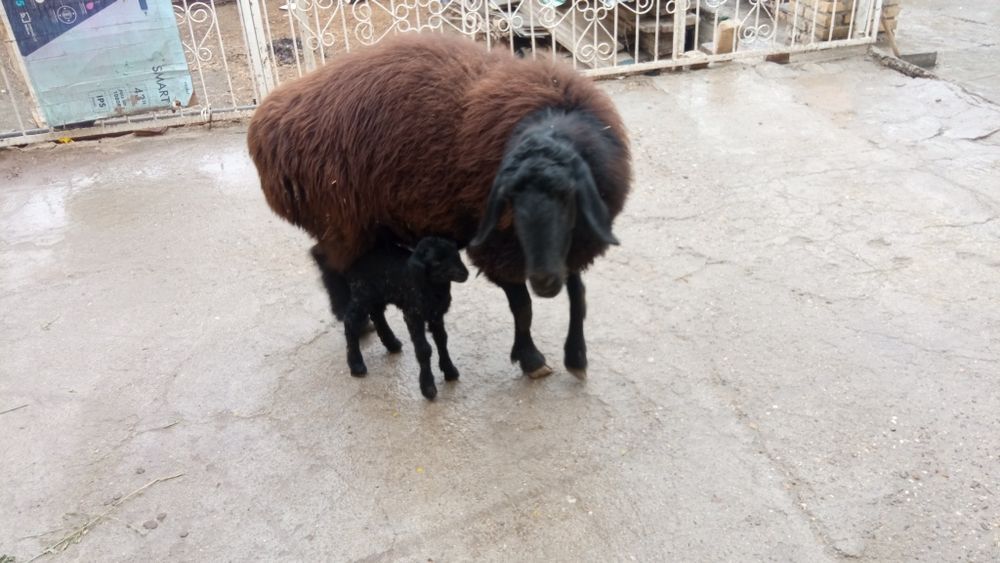 Сурхон куйи сотувда