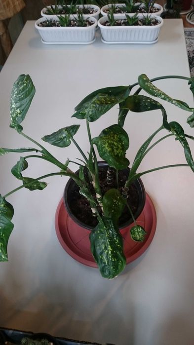 Апельсин Золотой ус Алоэ Вера Диффенбахия