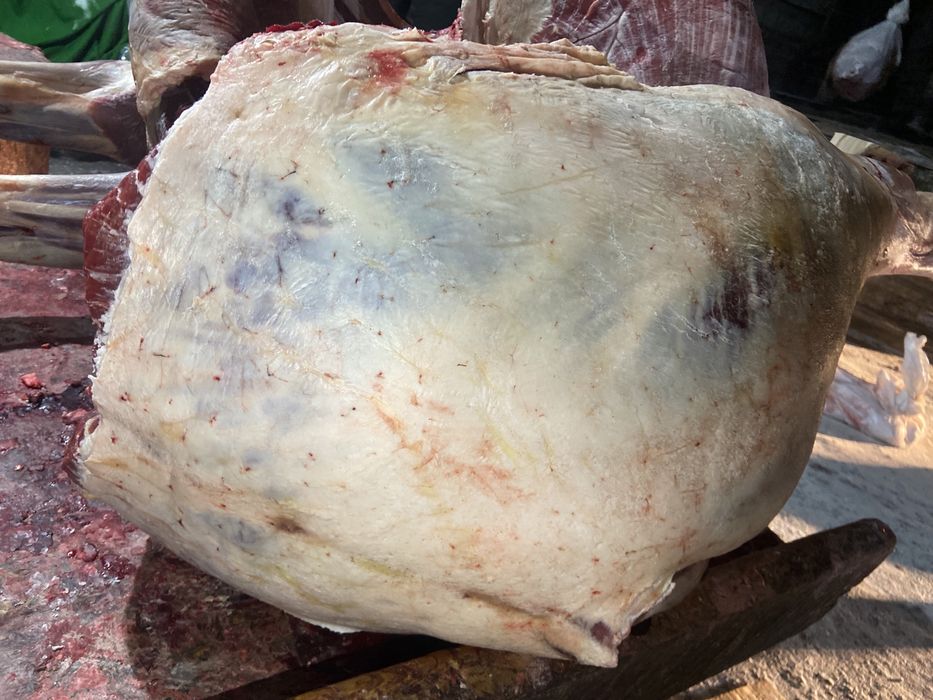 Туша конины откорм молодняк