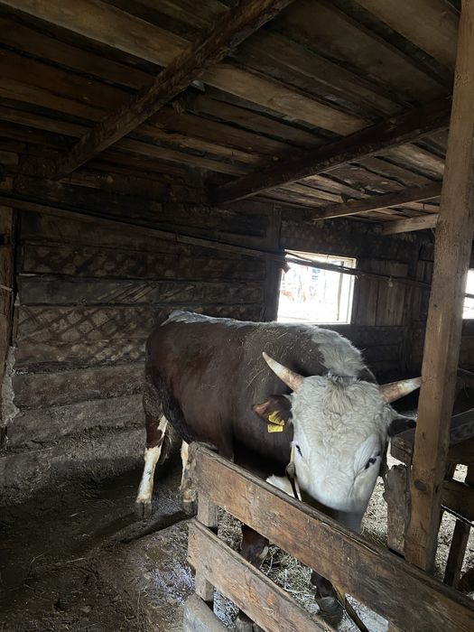 Продам бычков 5 голов