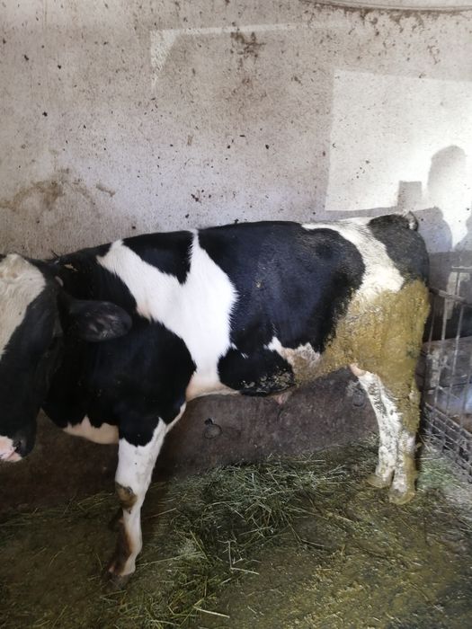 Vand doi viței baltati