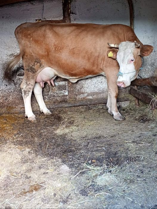 Vând vaca bălțată românească fătată recent