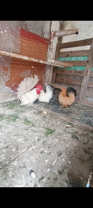 Chabo pui si maturi