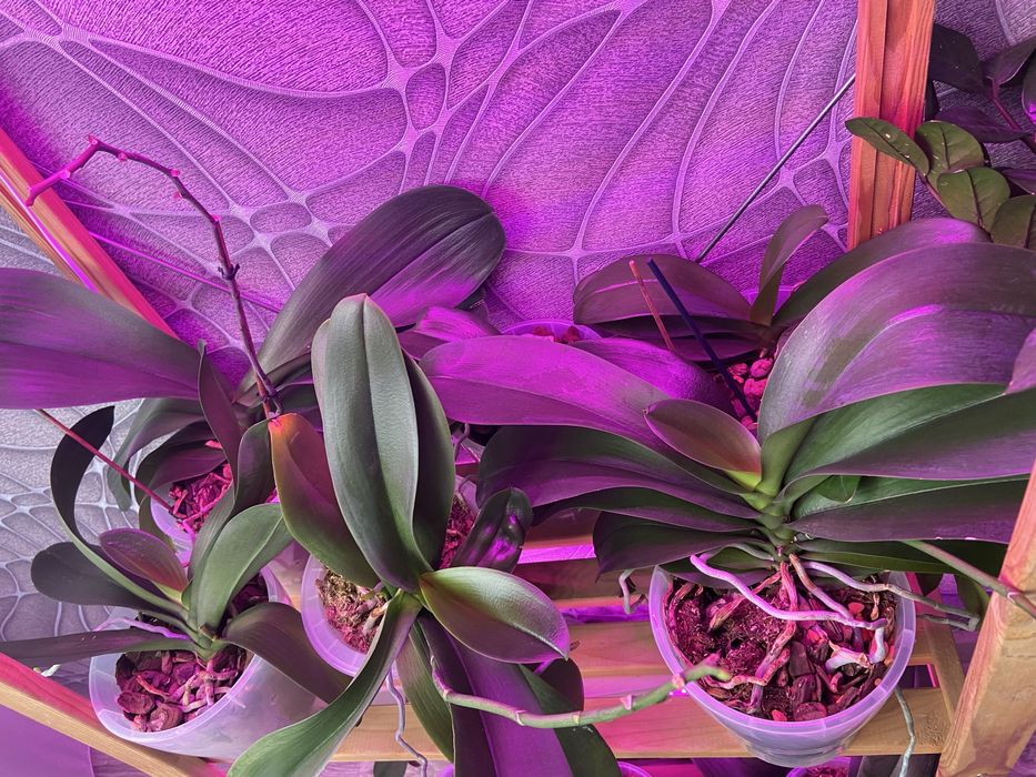 Продам  цветы Орхидеи