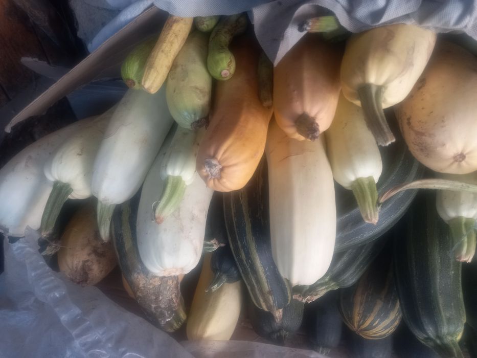 Тыква Кабачки Тыква.