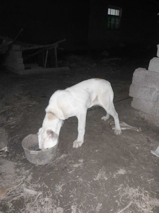 Алаба кучук сотилади