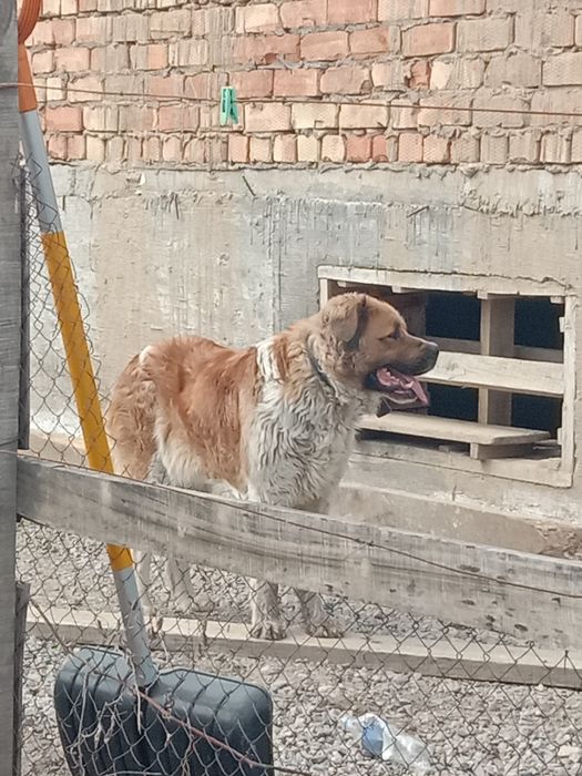 Московская сторожевая