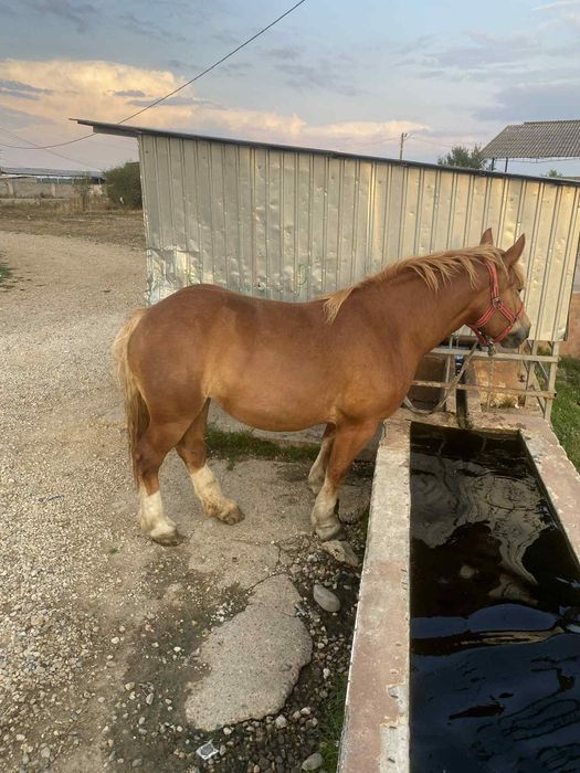 Vând manza de 3 ani gestanta 3600 de euro