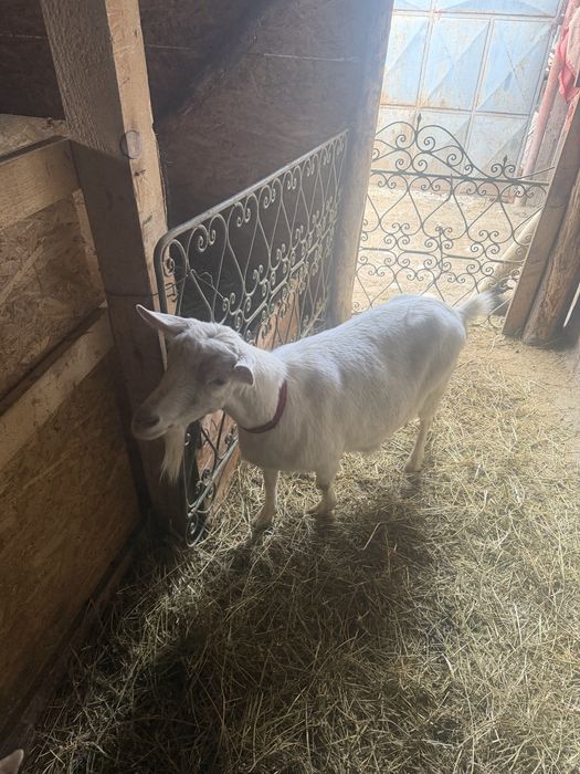 Capre de rasa gestante si cu iezi