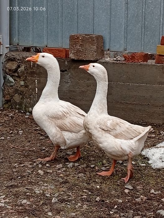 Продам гусей пара