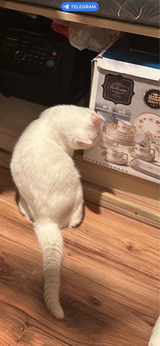 Отдам кота в хорошие руки