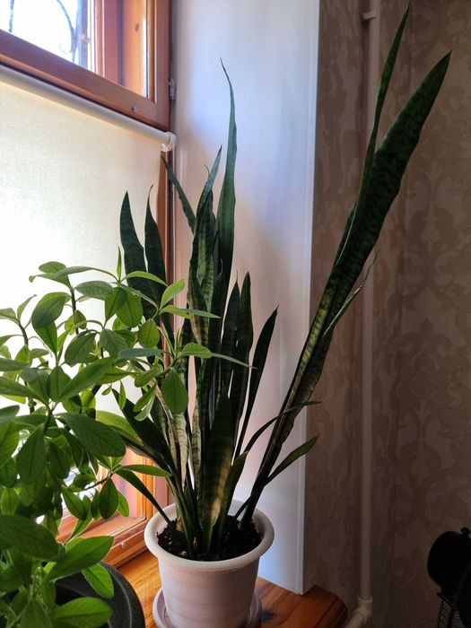 Продам комнатные растения  молочай, сансеверия