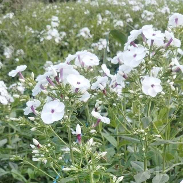 Floks gul kochatlari
