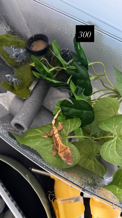 Soparla Gecko 6 luni