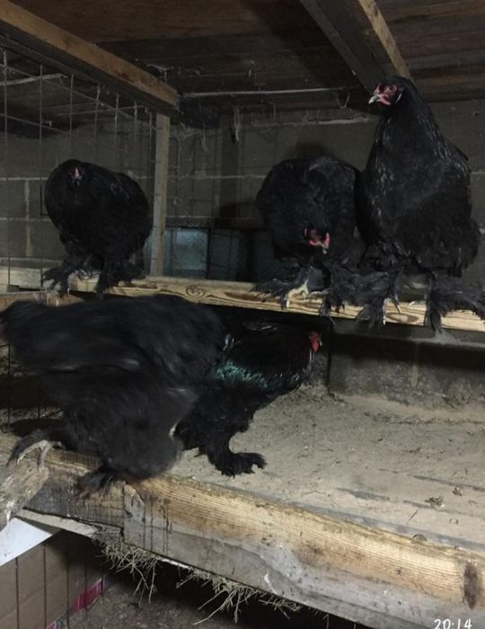 Инкубационные яйца Брама