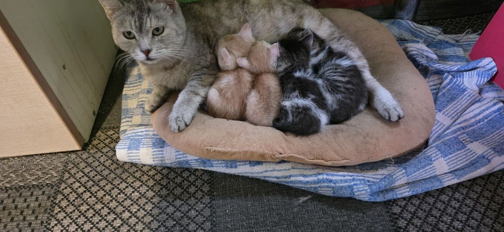 Отдам милых котят крысоловки