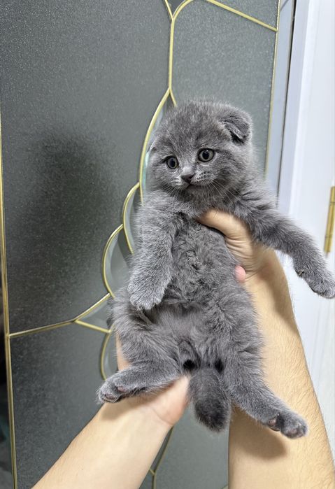 Scottish Fold Scottish Straight