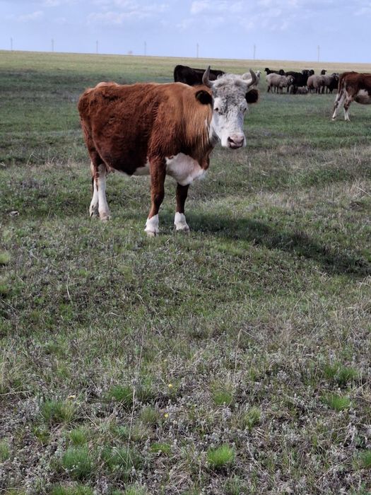 Продам каров старых