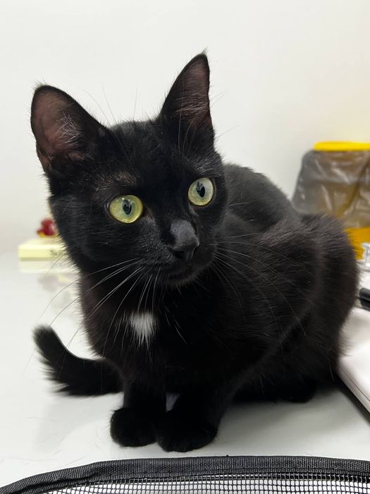 Черная кошечка ищет дом