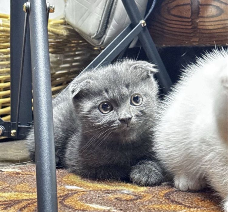 Котенок Скоттиш фолд вислоухий