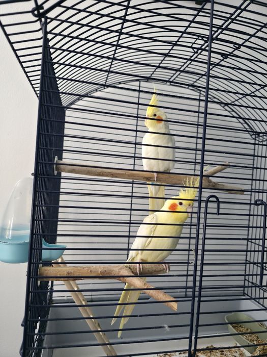 Papagali pereche Nimfe