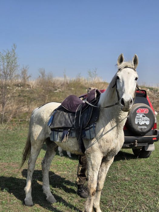 Продаю мерина 10 лет