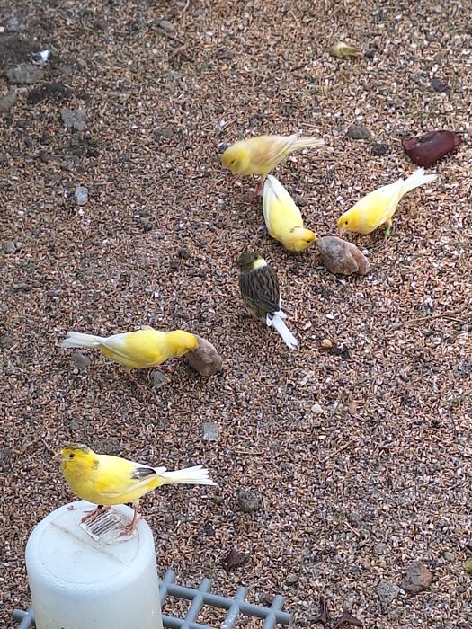 Canari timbrado Spaniol