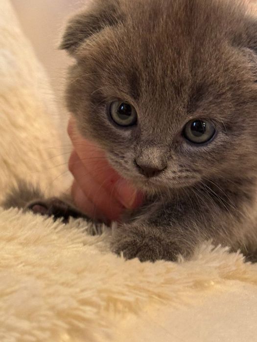 Scottish fold & strayt, toza paroda