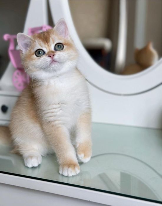 Золотая шиншилла