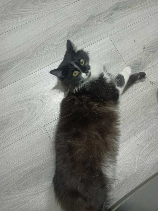 В добрые руки молоденький котик