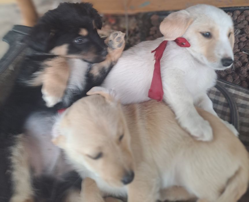 Dragi Prieteni cu Suflet Nobil  Zoro Luna și Atlas sunt la Adoptie.