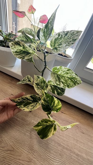 Эпипремнум золотистый комнатные растения