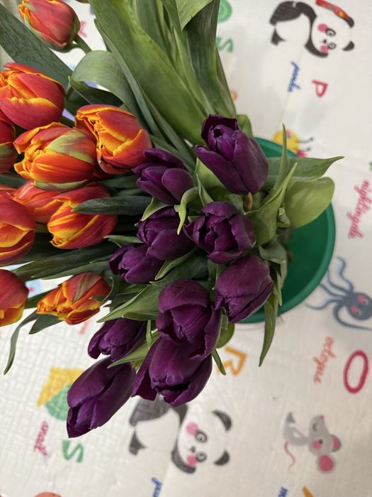 тюлпаны цветы пионовидые