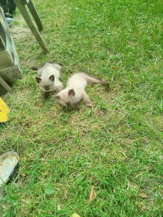 Pisici mici spre adoptie