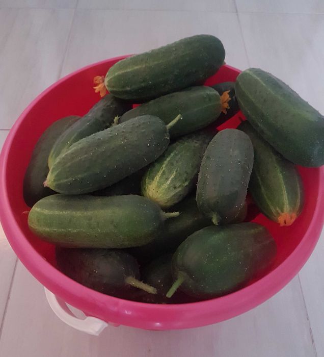 Продам опилки древесные