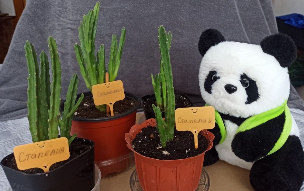 Стапелия гигантская