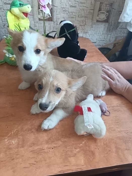 Щенки вельш КОРГИ пемброк