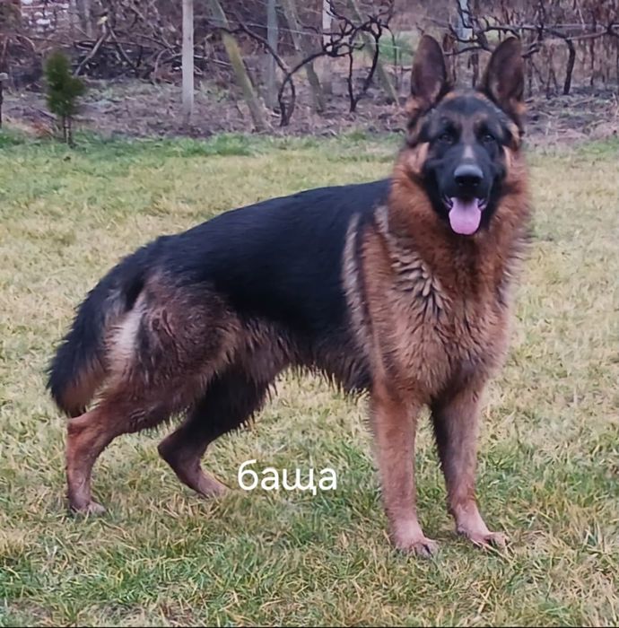 Малки немски овчарки