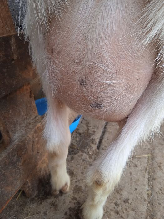 Продаются    козы