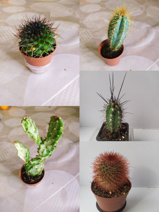 Комнатные цветы продажа