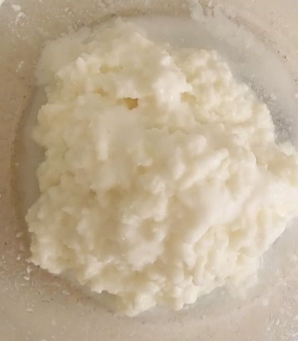 Ciupercă de Kefir